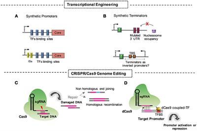 Systems and Synthetic Biology Approaches to Engineer Fungi for Fine Chemical Production